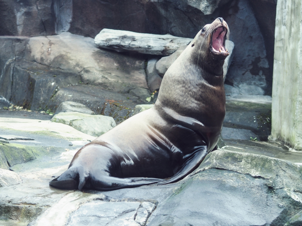 水族箱品牌 水族箱水浑浊怎么办